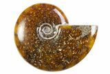 Polished Cretaceous Ammonite (Cleoniceras) Fossil - Madagascar #305926-1